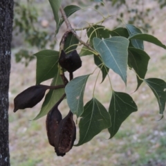 Brachychiton populneus subsp. populneus (Kurrajong) at Rob Roy Range - 15 Sep 2014 by michaelb