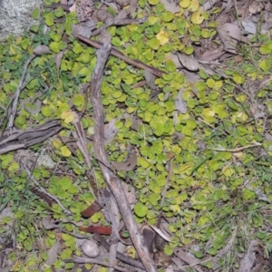 Dichondra repens at Banks, ACT - 15 Sep 2014