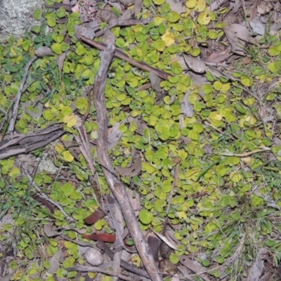 Dichondra repens (Kidney Weed) at Rob Roy Range - 15 Sep 2014 by michaelb