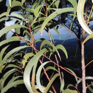 Acacia implexa at Banks, ACT - 15 Sep 2014