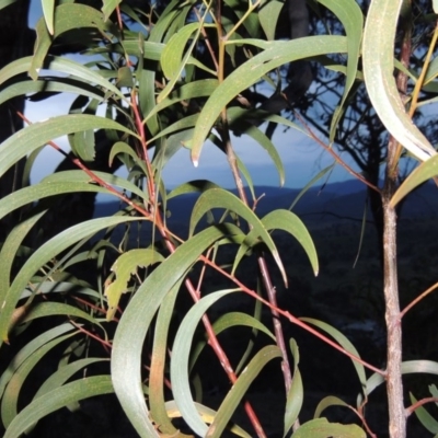 Acacia implexa (Hickory Wattle, Lightwood) at Banks, ACT - 15 Sep 2014 by michaelb