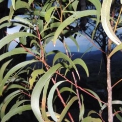 Acacia implexa (Hickory Wattle, Lightwood) at Rob Roy Range - 15 Sep 2014 by michaelb