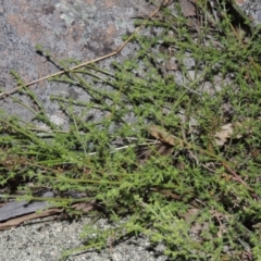 Galium gaudichaudii subsp. gaudichaudii (Rough Bedstraw) at Banks, ACT - 15 Sep 2014 by michaelb