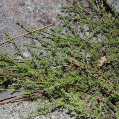 Galium gaudichaudii subsp. gaudichaudii (Rough Bedstraw) at Banks, ACT - 15 Sep 2014 by michaelb