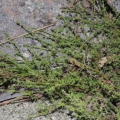 Galium gaudichaudii subsp. gaudichaudii (Rough Bedstraw) at Rob Roy Range - 15 Sep 2014 by michaelb