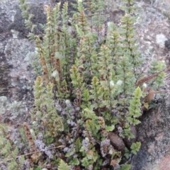 Cheilanthes distans (Bristly Cloak Fern) at Banks, ACT - 15 Sep 2014 by MichaelBedingfield