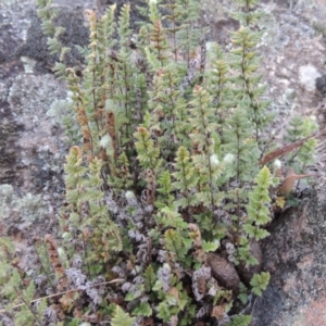 Cheilanthes distans at Banks, ACT - 15 Sep 2014