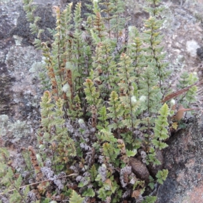 Cheilanthes distans (Bristly Cloak Fern) at Banks, ACT - 15 Sep 2014 by MichaelBedingfield