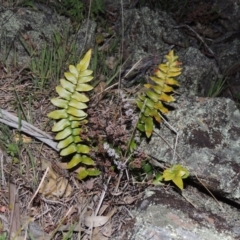 Pellaea calidirupium (Hot Rock Fern) at Banks, ACT - 15 Sep 2014 by MichaelBedingfield