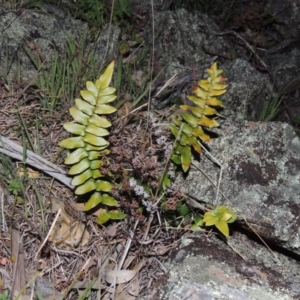 Pellaea calidirupium at Banks, ACT - 15 Sep 2014