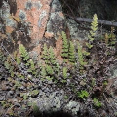 Cheilanthes distans (Bristly Cloak Fern) at Banks, ACT - 15 Sep 2014 by MichaelBedingfield