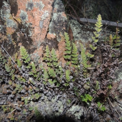 Cheilanthes distans (Bristly Cloak Fern) at Banks, ACT - 15 Sep 2014 by MichaelBedingfield