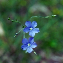 Linum marginale (Native Flax) at Tuggeranong Hill - 3 Nov 2000 by michaelb