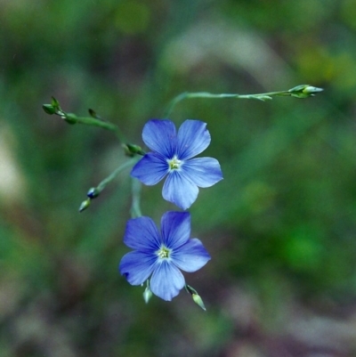 Linum marginale (Native Flax) at Conder, ACT - 3 Nov 2000 by michaelb
