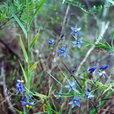Stypandra glauca (Nodding Blue Lily) at Tuggeranong Hill - 3 Nov 2000 by michaelb