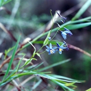 Stypandra glauca at Conder, ACT - 4 Nov 2000