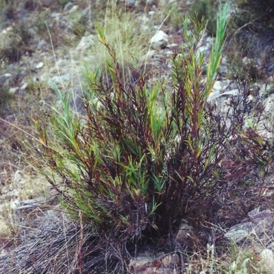 Stypandra glauca (Nodding Blue Lily) at Tuggeranong Hill - 20 Jan 2001 by michaelb