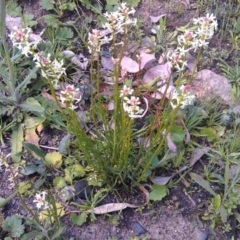 Stackhousia monogyna (Creamy Candles) at Farrer Ridge - 18 Sep 2014 by galah681