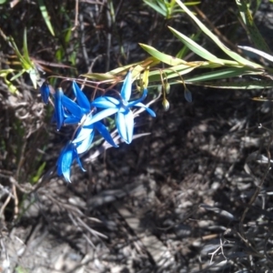 Stypandra glauca at Farrer, ACT - 18 Sep 2014 12:27 PM