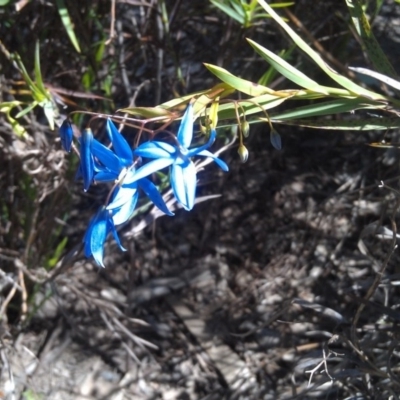 Stypandra glauca (Nodding Blue Lily) at Farrer, ACT - 18 Sep 2014 by galah681