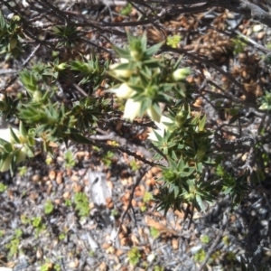 Melichrus urceolatus at Farrer, ACT - 18 Sep 2014