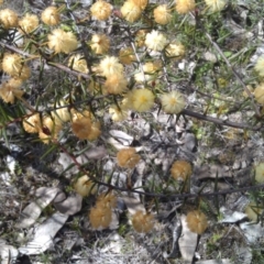 Acacia ulicifolia (Prickly Moses) at Farrer Ridge - 18 Sep 2014 by galah681