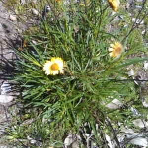 Xerochrysum viscosum at Farrer Ridge - 18 Sep 2014