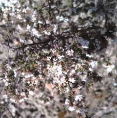 Styphelia attenuatus (Small-leaved Beard Heath) at Farrer, ACT - 18 Sep 2014 by galah681