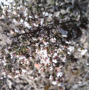 Styphelia attenuata at Farrer, ACT - 18 Sep 2014