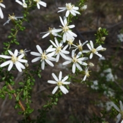 Olearia microphylla (Olearia) at Black Mountain - 14 Sep 2014 by RWPurdie