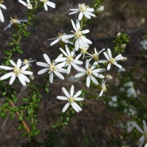 Olearia microphylla at O'Connor, ACT - 15 Sep 2014