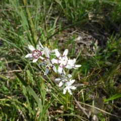 Wurmbea dioica subsp. dioica (Early Nancy) at O'Connor, ACT - 16 Sep 2014 by RWPurdie