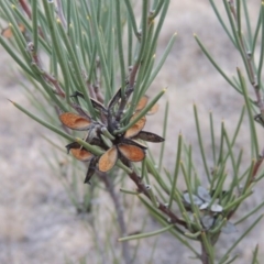 Hakea microcarpa (Small-fruit Hakea) at Bonython, ACT - 1 Sep 2014 by michaelb