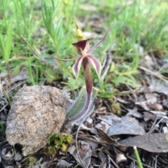 Caladenia actensis (Canberra Spider Orchid) at Majura, ACT by AaronClausen