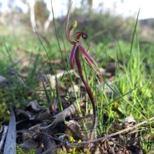 Caladenia actensis at suppressed - suppressed