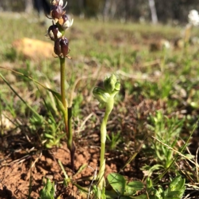 Hymenochilus bicolor (Black-tip Greenhood) at Majura, ACT - 18 Sep 2014 by AaronClausen