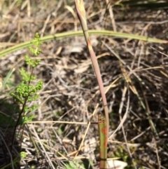 Unverified at Mount Majura - 18 Sep 2014 by AaronClausen