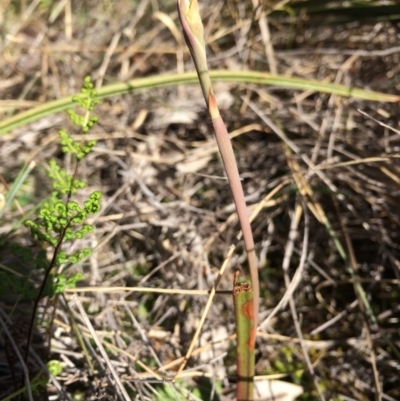 Unidentified at Mount Majura - 18 Sep 2014 by AaronClausen