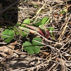 Unidentified at Mount Majura - 18 Sep 2014 by AaronClausen