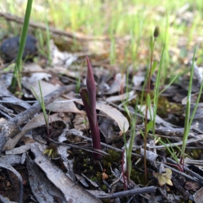 Unidentified at Majura, ACT - 18 Sep 2014 by AaronClausen