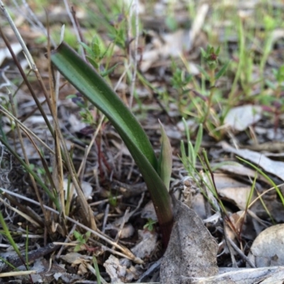 Unidentified at Majura, ACT - 18 Sep 2014 by AaronClausen