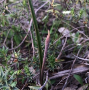 Thelymitra sp. at Majura, ACT - 18 Sep 2014