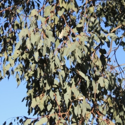 Eucalyptus polyanthemos (Red Box) at Rob Roy Range - 14 Sep 2014 by michaelb