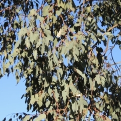 Eucalyptus polyanthemos (Red Box) at Banks, ACT - 14 Sep 2014 by michaelb