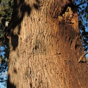 Eucalyptus polyanthemos at Banks, ACT - 15 Sep 2014 12:00 AM