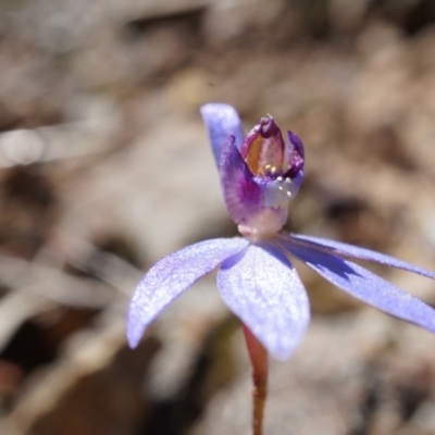 Cyanicula caerulea (Blue Fingers, Blue Fairies) at Canberra Central, ACT - 19 Sep 2014 by AaronClausen