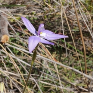 Glossodia major at Canberra Central, ACT - suppressed