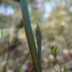 Unidentified at Black Mountain - 19 Sep 2014 by AaronClausen