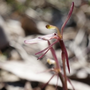 Cyrtostylis reniformis at suppressed - suppressed