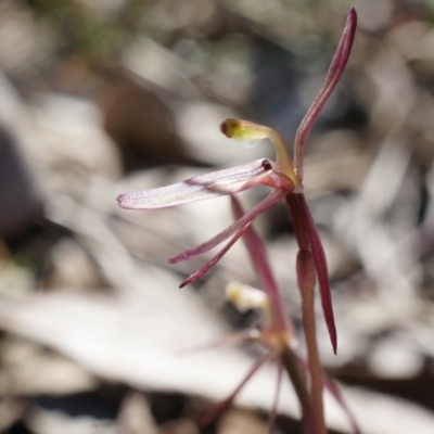 Cyrtostylis reniformis (Common Gnat Orchid) at Canberra Central, ACT - 19 Sep 2014 by AaronClausen